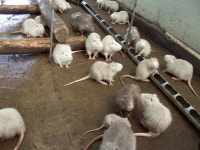 뉴트리아 포상금 2만원 괴물쥐 잡았는데, 너무 적다