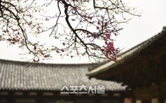색의 향연, 봄마중가는 길. 양산 통도사 여행