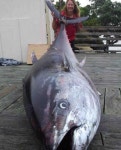 411.6kg 초대형 참치, 4시간 사투 끝에 잡았다