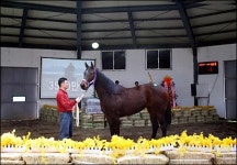 제주 금악목장 트레이닝세일 경매열기 후끈