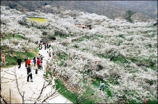 남도 다양한 꽃축제...봄꽃 여행 4선