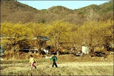 수도권 산수유 기행...노란 꽃붓, 세상을 봄으로 칠하다
