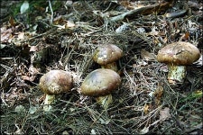 자연이 준 최고의 먹거리, 귀족 버섯 송이