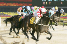 상위랭커 줄줄이 출전정지...경마장은 지금 기수 쟁탈전