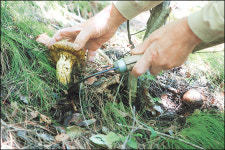 [SC 매거진] 가을 식도락, 입안 가득 솔향기 송이버섯