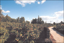 [SC 매거진] 경북 의성군 등 관광공사 선정 10월에 가볼만한 곳