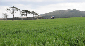 [SC 매거진] 경북 포항 구만리 보리밭...호미곶 일출 운치
