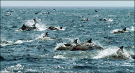 [SC 매거진] 관광 도시 울산...고래고기 전문점 100여곳 성업