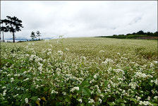 [SC 매거진] 서해안 따라 떠나는 초가을 꽃기행