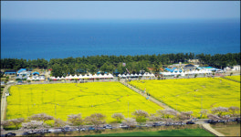 [이슈+] 삼척~울진 : 동해안 봄꽃-미식 기행