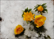 [SC 페이퍼진] 제주의 봄꽃 기행