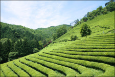 [관광, 코리아!] 무박2일 남도답사일번지