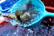 <금산여정 3> 금산서 만나는 건강한 기운 인삼 & 어죽