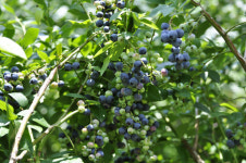 청정 고랭지서 자란 친환경 명품 야생 블루베리