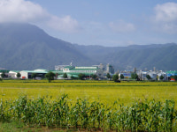 철원 오대쌀, 품종과 자연의 절묘한 궁합