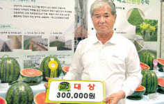 토양-온도-기술 3박자 갖춘 1등수박 생산
