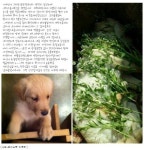 키우던 강아지, 옆집 세탁소 주인에게 독살당해