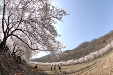 올 봄 가볼만한 벚꽃 나들이 명소 8선