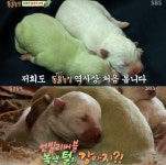 ‘동물농장’ 녹색강아지 녹돌이, 전 세계 3마리뿐 ‘태어난 것 자체가 기적’