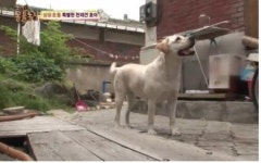 TV동물농장 천재견 호야, 동생 호돌이 쉬하자 걸레질까지 소름