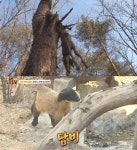 동물농장 나무 위 걸린 고라니 사체…범인은 귀여운 담비 충격