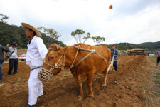 명품 한우와 함께하는 행복한 5일, 2015 횡성한우축제