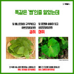 ‘마셰코’ 심사위원도 헷갈리는 봄나물 완전정복