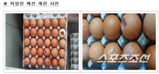 깨지거나 출처불명 계란 유통·판매 농장·식당 적발