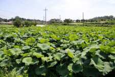 여름 휴가철, 호젓한 도시 인근 피서지 7선
