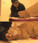 동물농장PD 애묘인 치타, 임시보호 흔쾌히 도움줘 감사(인터뷰)