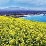 제주로 떠나는 봄 마중, 놓치면 후회할 꽃 삼월 제주의 매력 속으로!