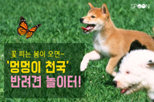 [카드뉴스] 멍멍이 천국 반려견 놀이터!