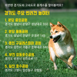 [카드뉴스] 멍멍이 천국 반려견 놀이터!