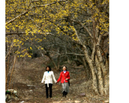 노란 꽃천지 전국 산수유 명소로 떠나는 봄마중