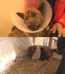 TV동물농장 만신창이로 돌아온 호순이, 기적은 일어날까