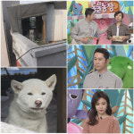 TV 동물농장 신동엽 동물보호법 개정 필요 호소
