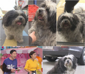 TV동물농장 전설의 황제거지犬 등장…하루7끼 코스요리