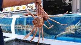 속초 가볼만한곳, 사계절 인기 있는 속초맛집은? 너도대게 나도대게