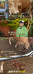 [종합]풀뜯소3 이정민 연매출 5천, 농기계 신동…송아지의 탄생