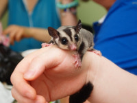 [이색 동호회·취미 : 슈가글라이더 사랑] 수 미터 날아와 앉는 작은 요정…방탄소년단도 귀여움에 매료