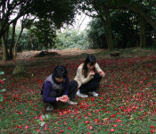 봄마중의 백미, 낙화 (落花)가 더 아름답다! 동백꽃