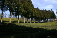 제철미식으로 건강한 봄맞이 하자!