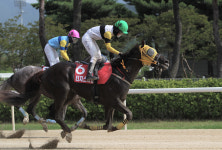 [경마]8월의 포문을 여는 최고의 경주, 코리안더비에 주목하자