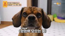 물어보살 뭉이, 사람 냄새 나는 천재犬이 있다?…차원이 다른 개인기