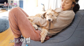 이효리 너무 보고 싶다 눈물…♥이상순과 순심이 추억 회상 (동물농장)