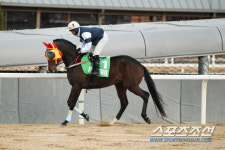 [경마]최강 3세마 향한 마지막 승부, 농림축산식품부장관배 출격준비 완료!