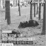 김효진, 말 죽게 한 태종 이방원 동물 학대 논란 일침 촬영장 동물 소품 아닌 생명