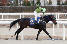 [경마] 부산경남경마공원 KNN배 개최, 라온퍼스트 VS 골든파워 승자는?