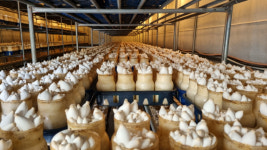 다시 뜨는 안심 여행, 소규모 농촌 체험 어때요?