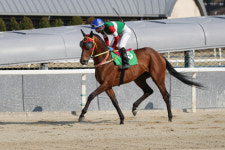 [경마]스포츠동아배, 국산말들의 1400m 경주 대결이 펼쳐진다